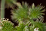 Largefruit blacksnakeroot